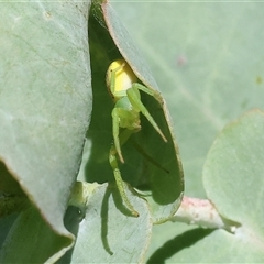 Thomisidae (family) (Unidentified Crab spider or Flower spider) at Wodonga, VIC - 11 Jan 2025 by KylieWaldon