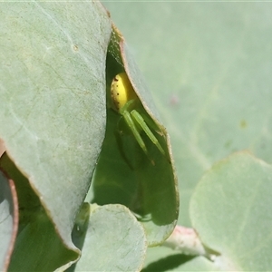 Thomisidae (family) at Wodonga, VIC - 12 Jan 2025 09:43 AM