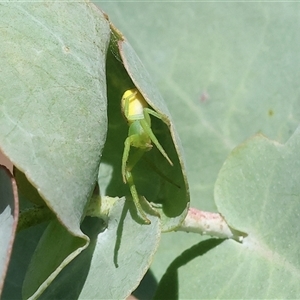 Thomisidae (family) at Wodonga, VIC - 12 Jan 2025 09:43 AM