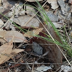 Scopula rubraria at Wodonga, VIC - 11 Jan 2025 by KylieWaldon