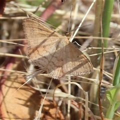 Scopula rubraria at Wodonga, VIC - 11 Jan 2025 by KylieWaldon