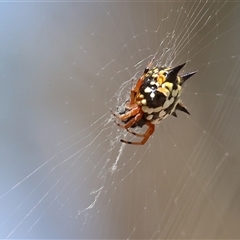 Austracantha minax (Christmas Spider, Jewel Spider) at Wodonga, VIC - 12 Jan 2025 by KylieWaldon