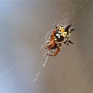 Austracantha minax (Christmas Spider, Jewel Spider) at Wodonga, VIC by KylieWaldon