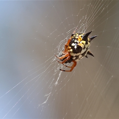 Austracantha minax (Christmas Spider, Jewel Spider) at Wodonga, VIC - 12 Jan 2025 by KylieWaldon