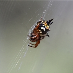 Austracantha minax at Wodonga, VIC - 12 Jan 2025 09:53 AM