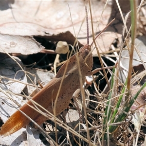 Goniaea australasiae (Gumleaf grasshopper) at Wodonga, VIC by KylieWaldon