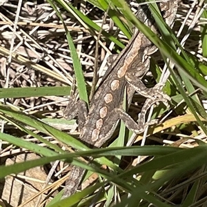 Pogona barbata at Red Hill, ACT - suppressed