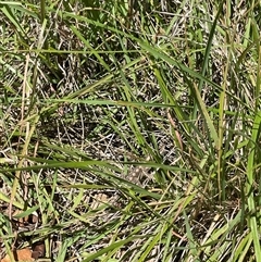 Pogona barbata at Red Hill, ACT - suppressed