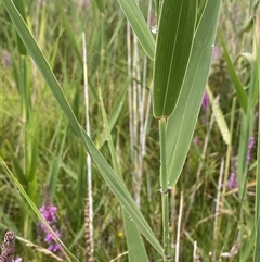 Phragmites australis (Common Reed) at Jinden, NSW - 23 Jan 2025 by JaneR