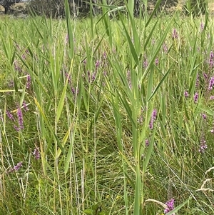 Phragmites australis at Jinden, NSW - 23 Jan 2025 01:51 PM