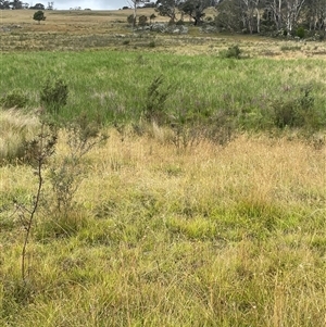 Phragmites australis at Jinden, NSW - 23 Jan 2025 01:51 PM