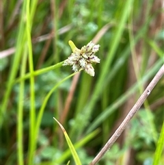 Isolepis inundata (Swamp Club Rush) at Jinden, NSW - 23 Jan 2025 by JaneR