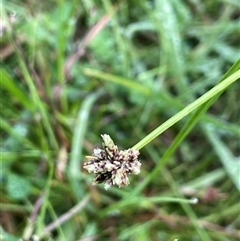 Isolepis inundata at Jinden, NSW - 23 Jan 2025 01:34 PM