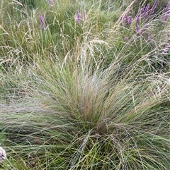 Poa labillardierei (Common Tussock Grass, River Tussock Grass) at Jinden, NSW - 23 Jan 2025 by JaneR