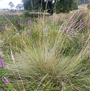 Poa labillardierei at Jinden, NSW - 23 Jan 2025 01:26 PM