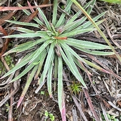 Stylidium graminifolium at Jinden, NSW - 23 Jan 2025 by JaneR