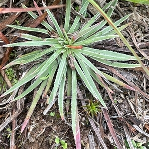 Stylidium graminifolium (grass triggerplant) at Jinden, NSW by JaneR