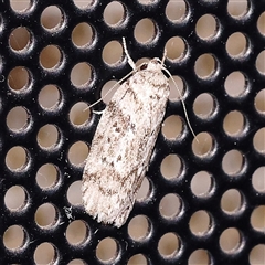 Philobota philostaura (A Concealer moth (Philobota group)) at Turner, ACT - 13 Jan 2025 by ConBoekel