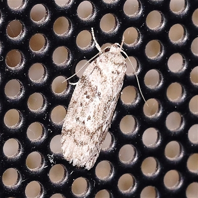 Philobota philostaura (A Concealer moth (Philobota group)) at Turner, ACT - 13 Jan 2025 by ConBoekel