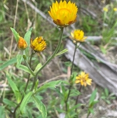 Xerochrysum bracteatum (Golden Everlasting) at Krawarree, NSW - 23 Jan 2025 by JaneR