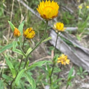 Xerochrysum bracteatum at Krawarree, NSW - 23 Jan 2025 04:12 PM