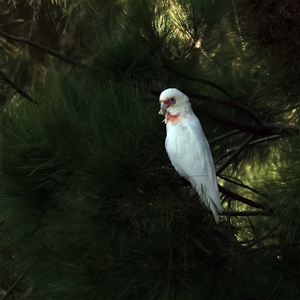 Cacatua tenuirostris at Belconnen, ACT - 24 Jan 2025 01:58 PM