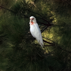 Cacatua tenuirostris at Belconnen, ACT - 24 Jan 2025 01:58 PM