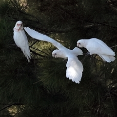 Cacatua tenuirostris at Belconnen, ACT - 24 Jan 2025 01:58 PM