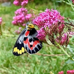 Delias harpalyce (Imperial Jezebel) at Holt, ACT - 25 Jan 2025 by Simonster