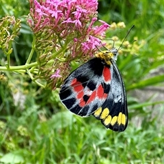 Delias harpalyce at Holt, ACT - suppressed