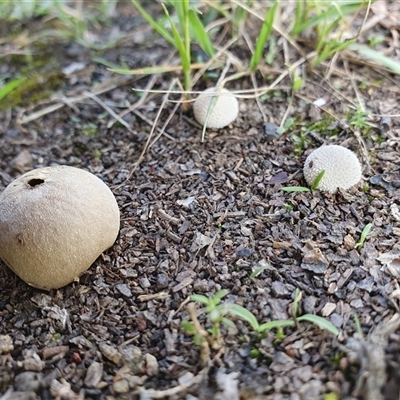 Lycoperdon sp. at Penrose, NSW - 16 Jan 2025 by Aussiegall