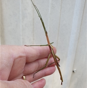 Didymuria violescens at Penrose, NSW - suppressed