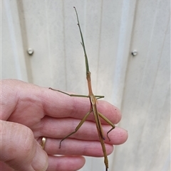 Didymuria violescens at Penrose, NSW - suppressed