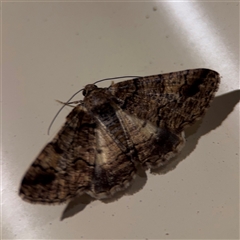 Cryphaea xylina (Woodland Geometrid) at Surf Beach, NSW - 24 Jan 2025 by Hejor1