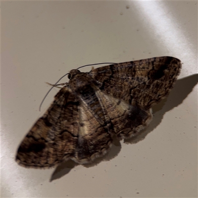 Cryphaea xylina (Woodland Geometrid) at Surf Beach, NSW - 24 Jan 2025 by Hejor1