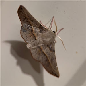 Antictenia punctunculus (A geometer moth) at Surf Beach, NSW by Hejor1