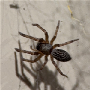 Badumna sp. (genus) at Surf Beach, NSW - 24 Jan 2025 10:28 PM