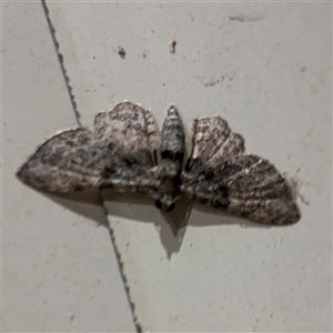 Chloroclystis catastreptes at Surf Beach, NSW - 24 Jan 2025 10:30 PM