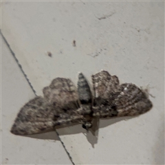 Chloroclystis catastreptes at Surf Beach, NSW - 24 Jan 2025 10:30 PM