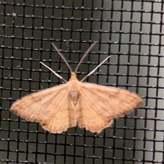 Scopula rubraria (Reddish Wave, Plantain Moth) at Surf Beach, NSW - 24 Jan 2025 by Hejor1