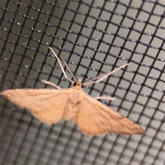 Scopula rubraria at Surf Beach, NSW - 24 Jan 2025 10:41 PM