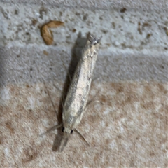 Culladia cuneiferellus (Crambinae moth) at Surf Beach, NSW - 24 Jan 2025 by Hejor1