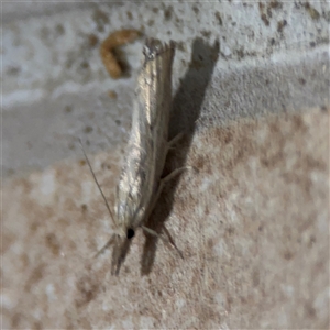 Culladia cuneiferellus at Surf Beach, NSW - 24 Jan 2025 10:43 PM