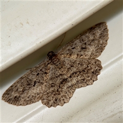 Ectropis fractaria (Ringed Bark Moth) at Surf Beach, NSW - 24 Jan 2025 by Hejor1