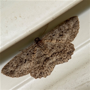 Ectropis fractaria (Ringed Bark Moth) at Surf Beach, NSW by Hejor1