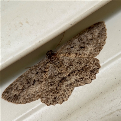 Ectropis fractaria (Ringed Bark Moth) at Surf Beach, NSW - 25 Jan 2025 by Hejor1