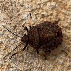 Platycoris bipunctatus (Toad Stink Bug) at Surf Beach, NSW - 25 Jan 2025 by Hejor1