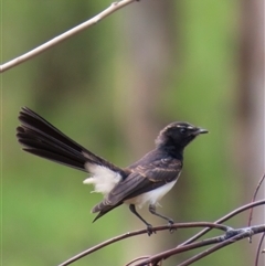 Rhipidura leucophrys (Willie Wagtail) at Kangaroo Valley, NSW - 24 Jan 2025 by lbradley