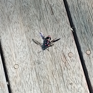 Pterygophorus cinctus at Chisholm, ACT - 25 Jan 2025 10:35 AM