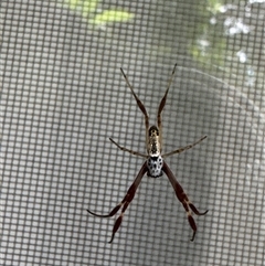 Trichonephila edulis (Golden orb weaver) at Aranda, ACT - 24 Jan 2025 by Jubeyjubes